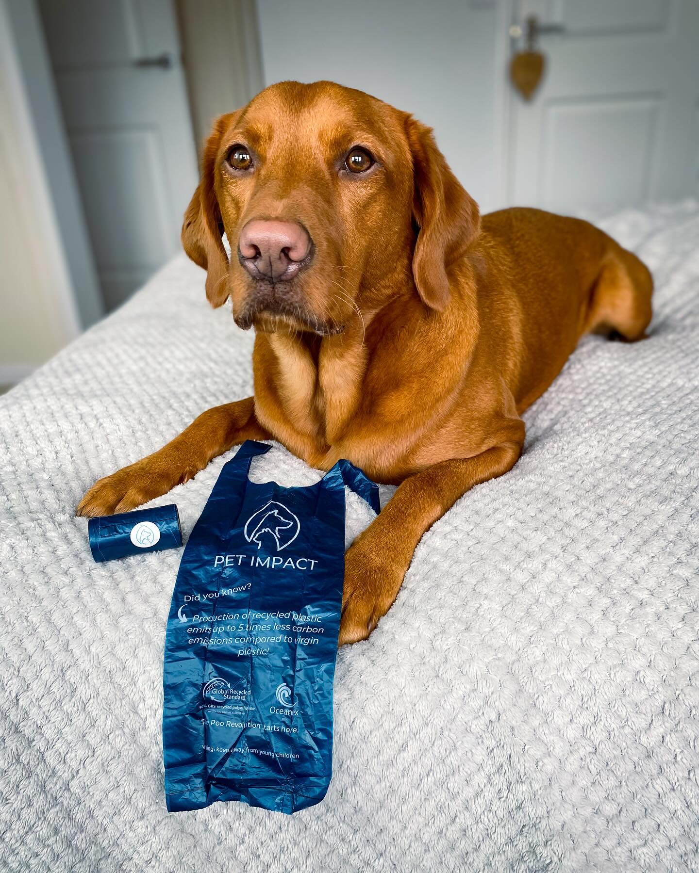 An image of a dog sat on a bed, showcasing a reseacled poo bag