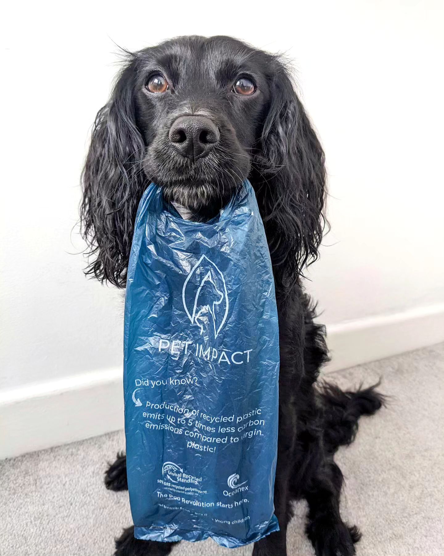 A photo of a black dog holding a reseacled poo bag in their mouth