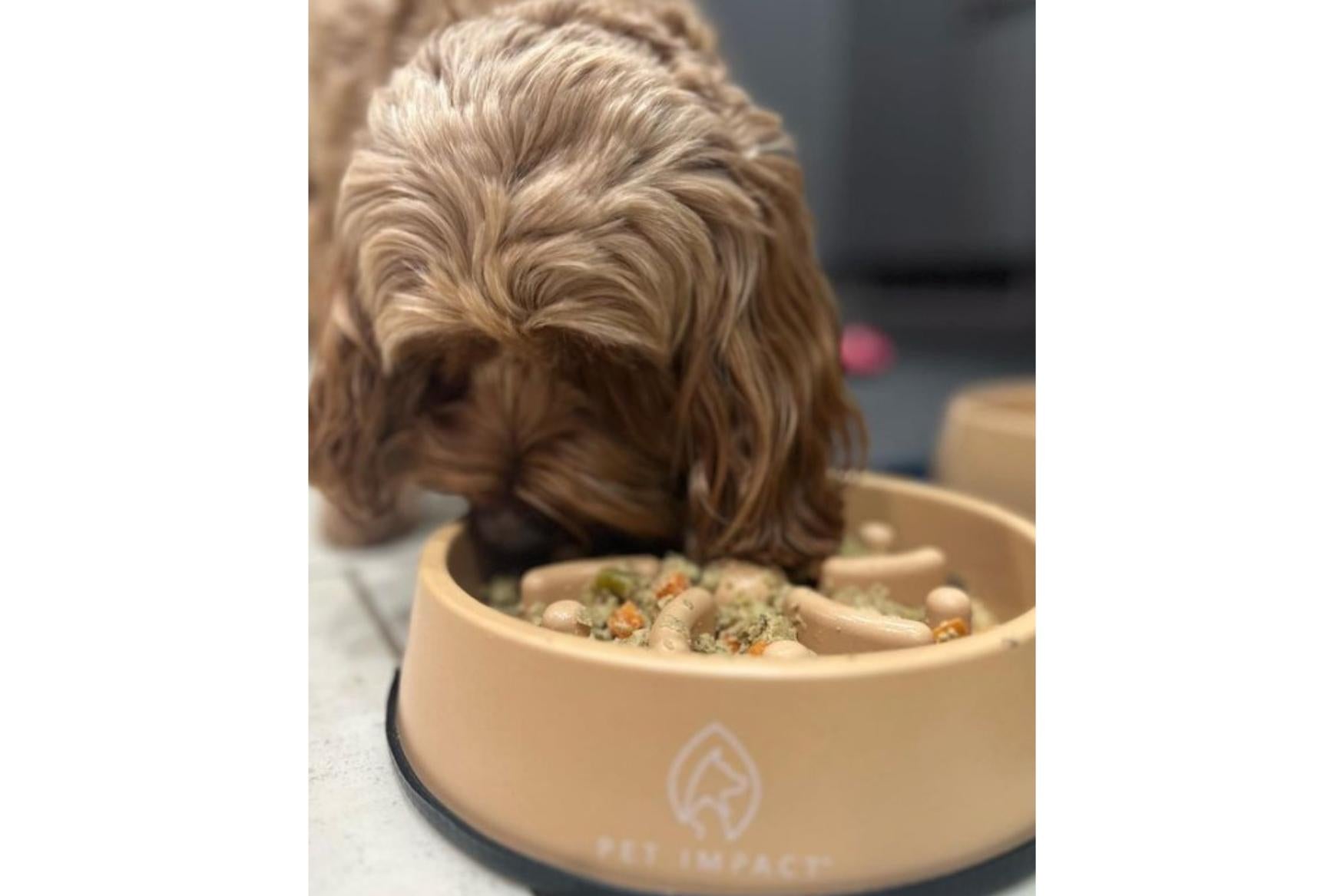 A dog eating from a slow feeder bowl