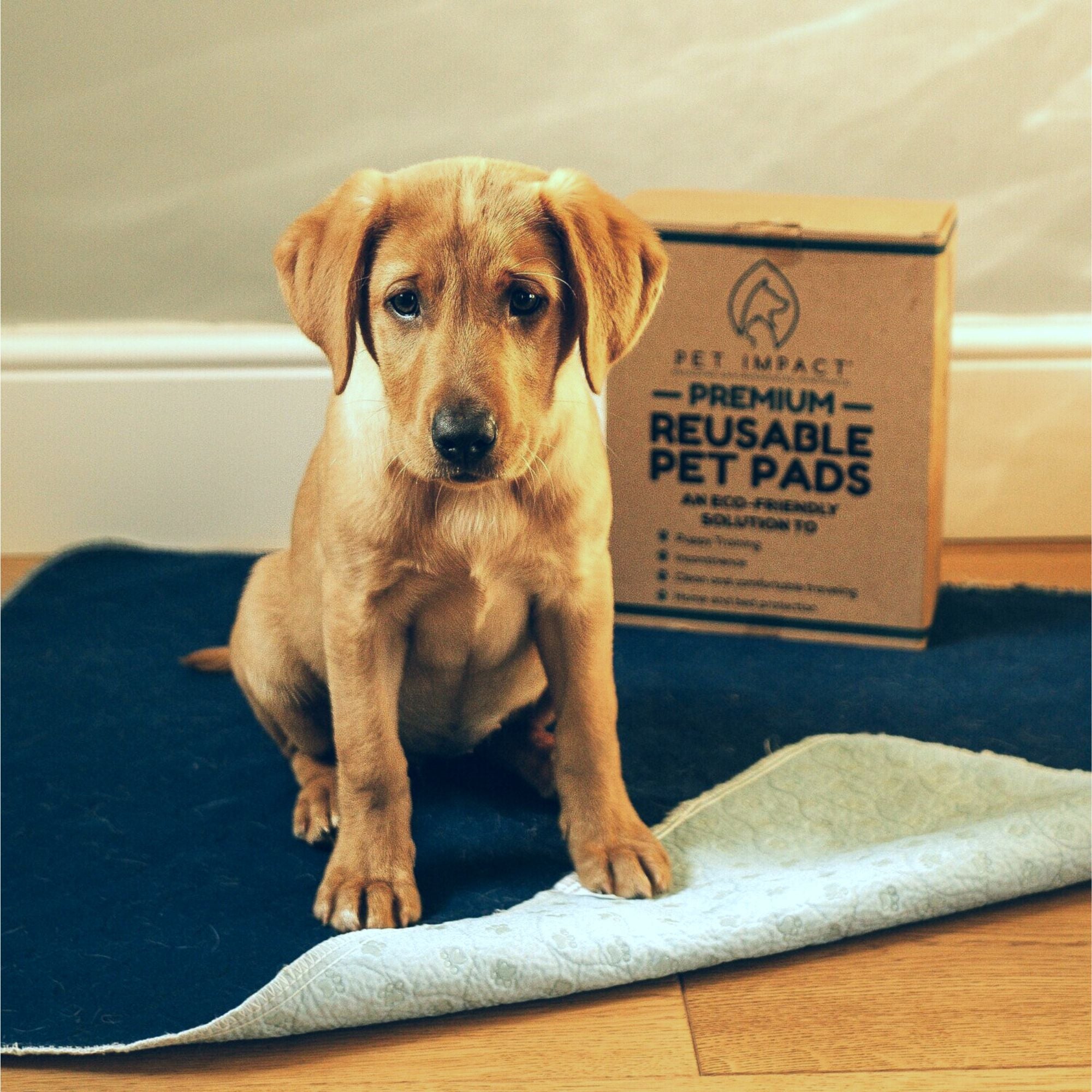 A cute puppy sat on top of a reusable pee pad