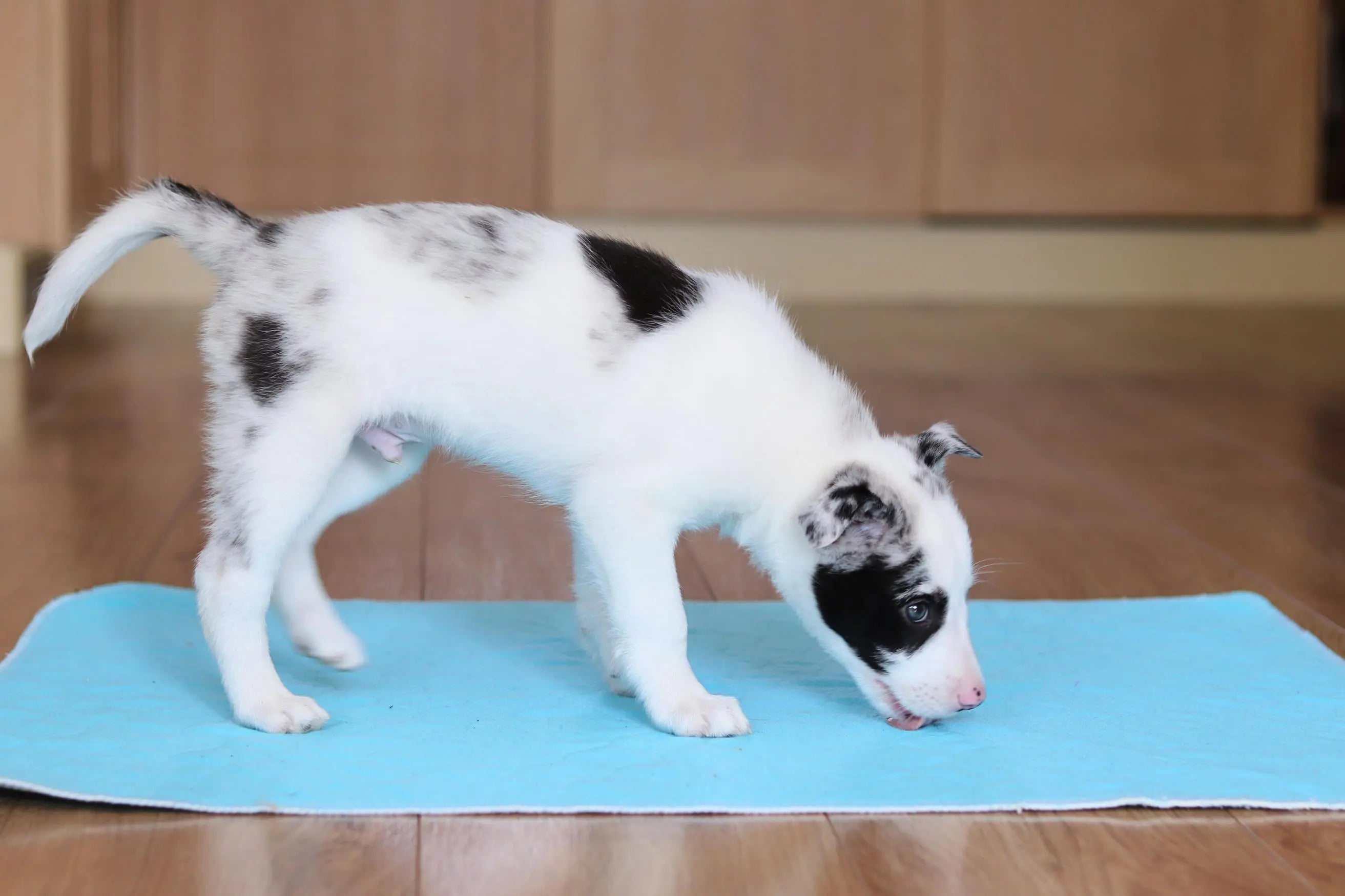 A photograph of a puppy licking a Pet Impact reusable puppy pad.