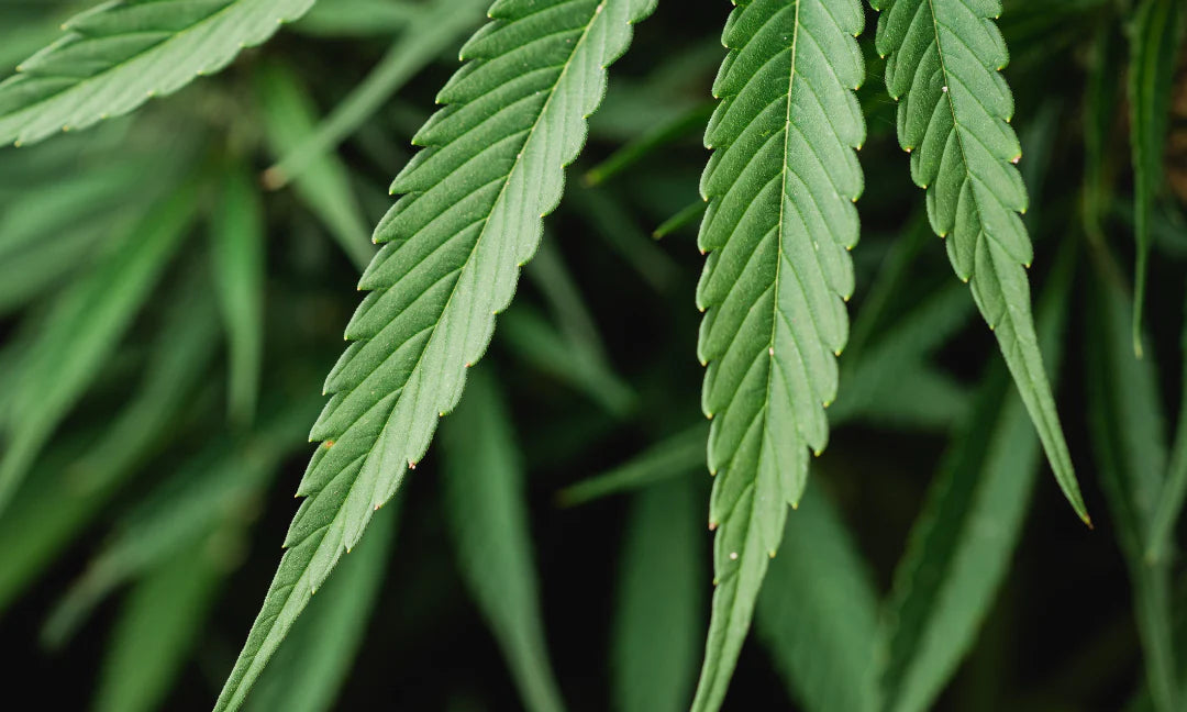 A close-up photo of hemp