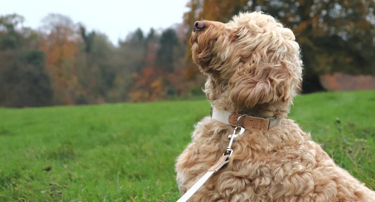 A dog wearing a Pet Impact dog collar