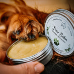 A picture of a dog dipping their paw into a tub of dog paw balm