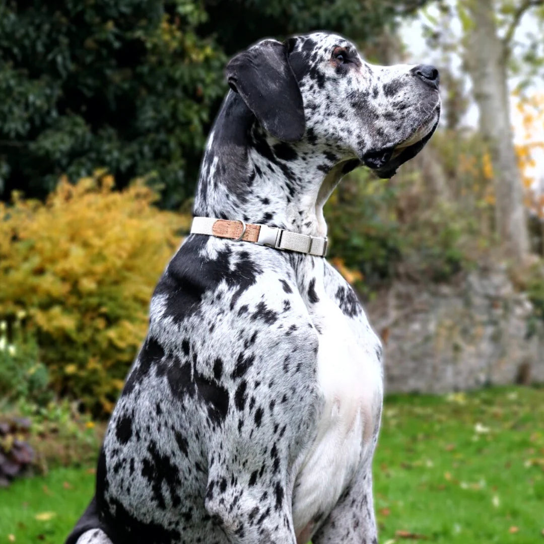 A photo of a dog wearing a Pet Impact hemp and cork collar