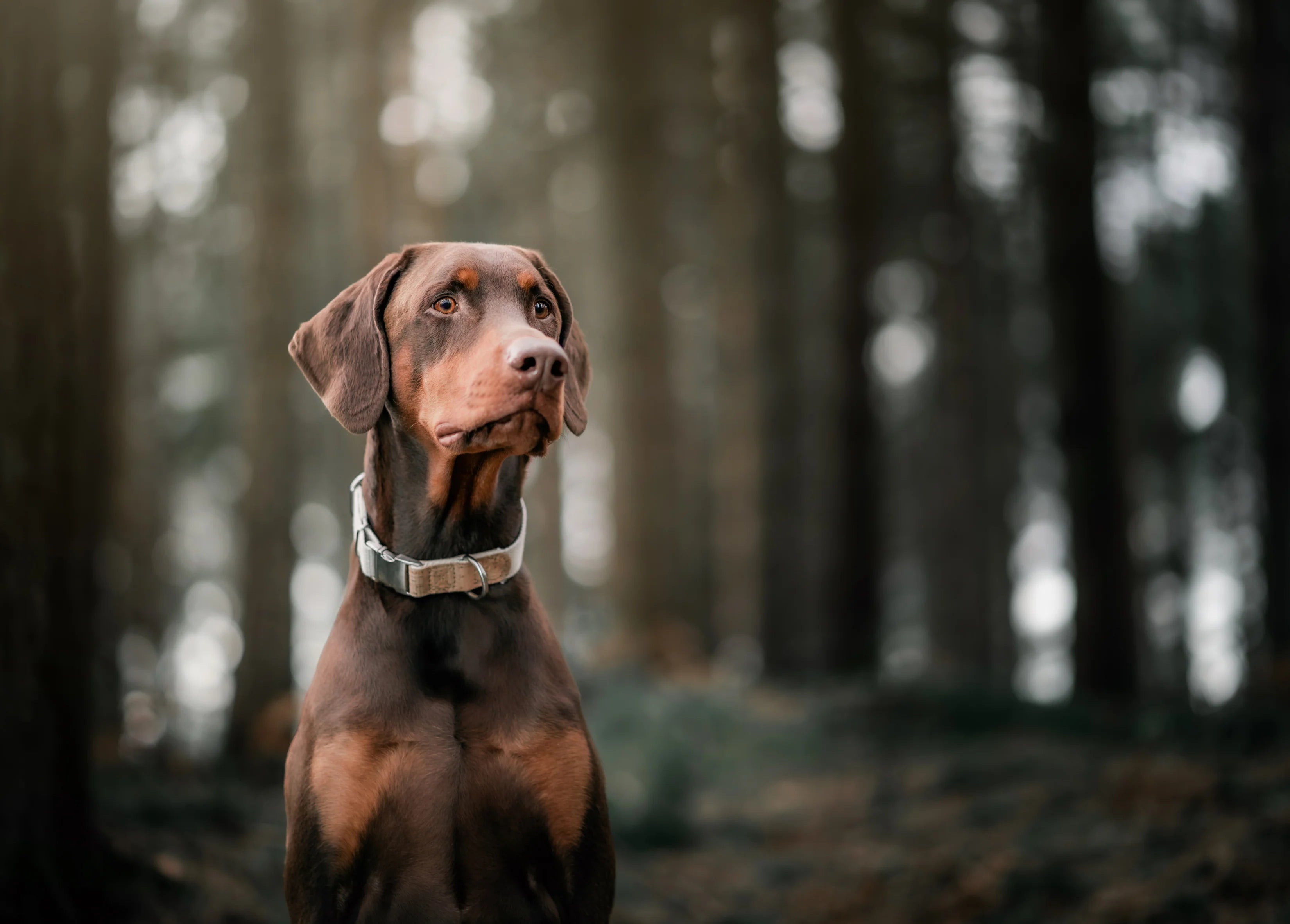 An image of a dog in a forest, wearing a Pet Impact Hemp and Cork Dog Collar