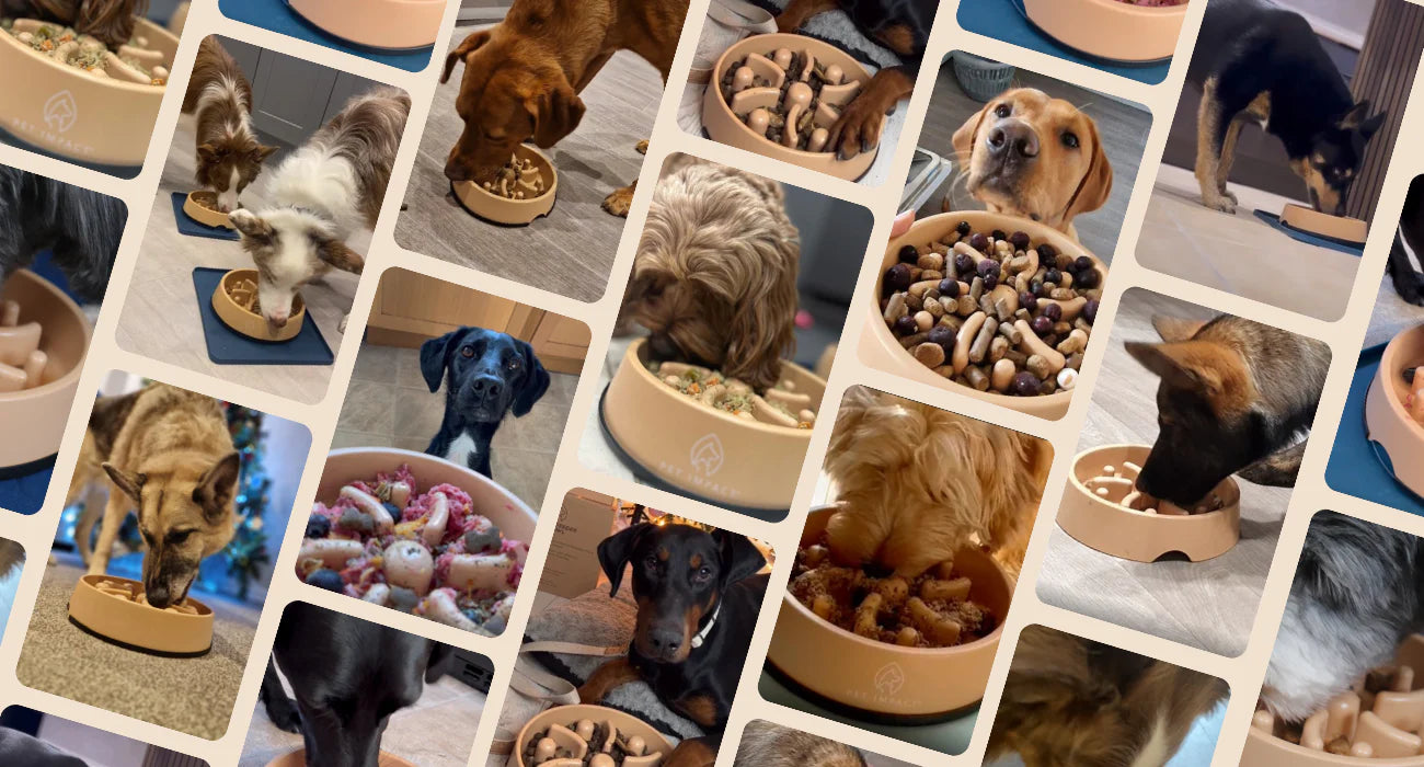 A collage of pictures featuring dogs eating out of Pet Impact's slow feeder bowls