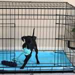 Puppy playing with a toy in a crate lined with a washable puppy pad