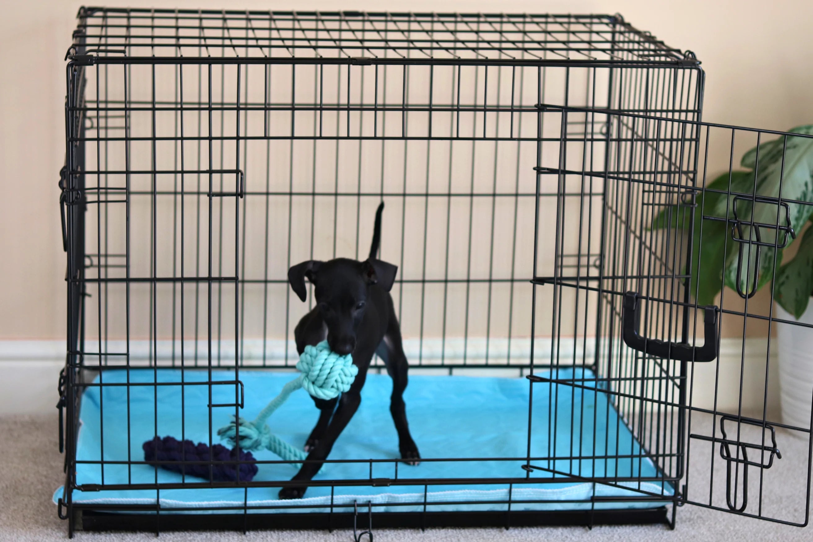 Puppy playing with a toy in a crate lined with a washable puppy pad