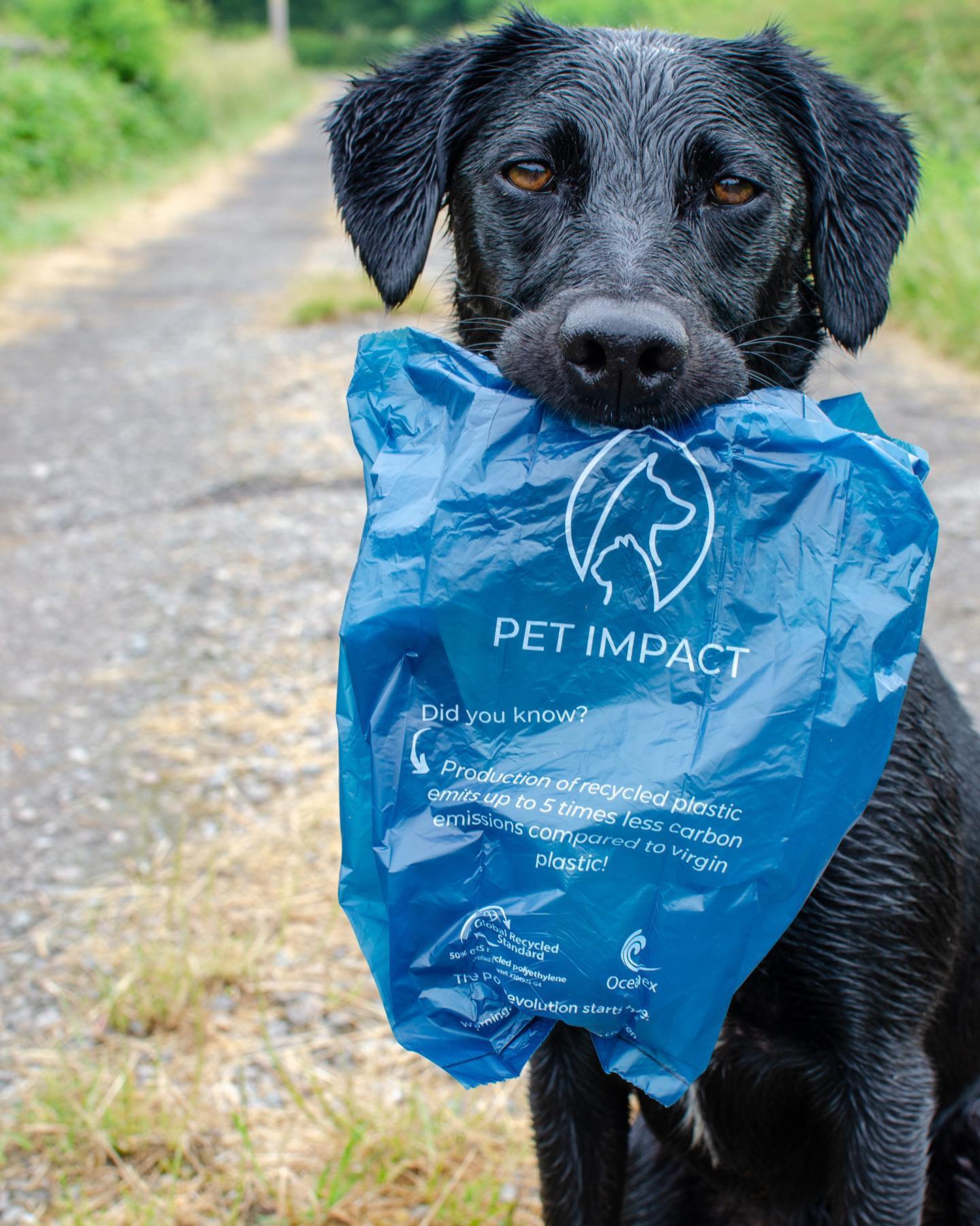 A photo of a black dog holding a ReSEAcled poo bag in their mouth