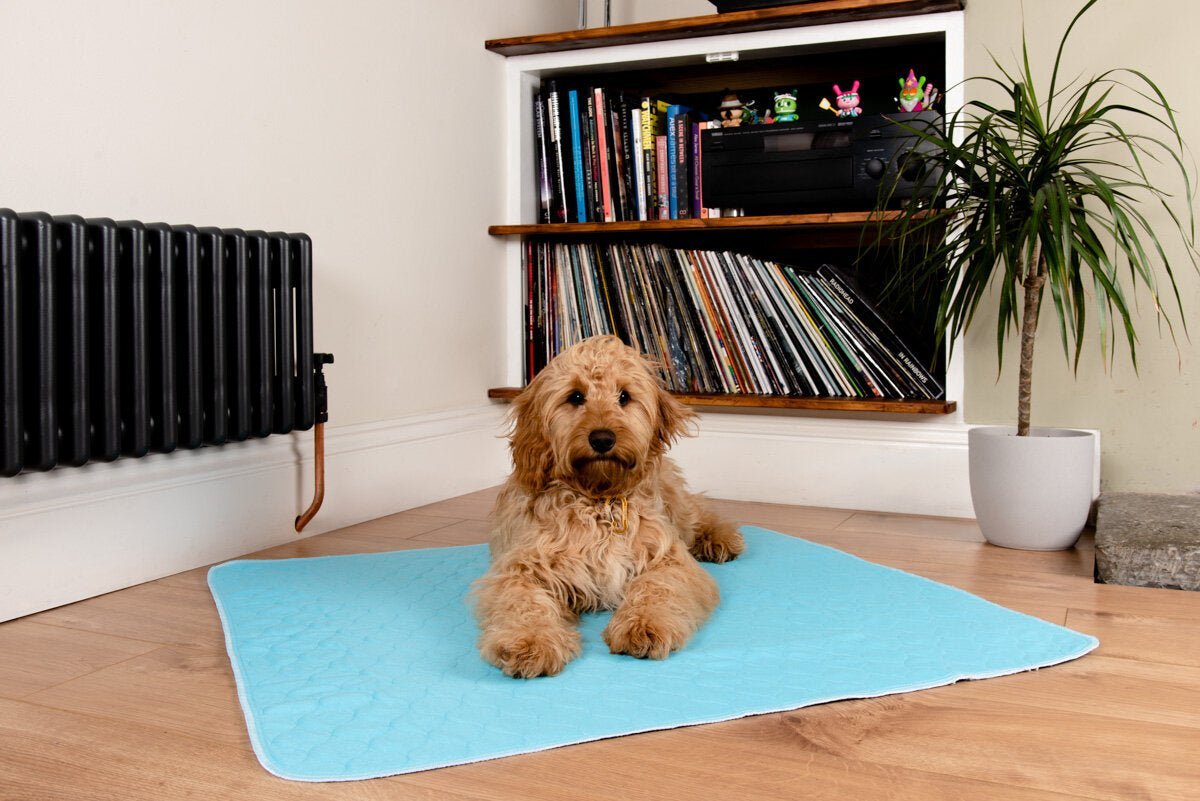 A photo of a dog sat on a reusable puppy pad
