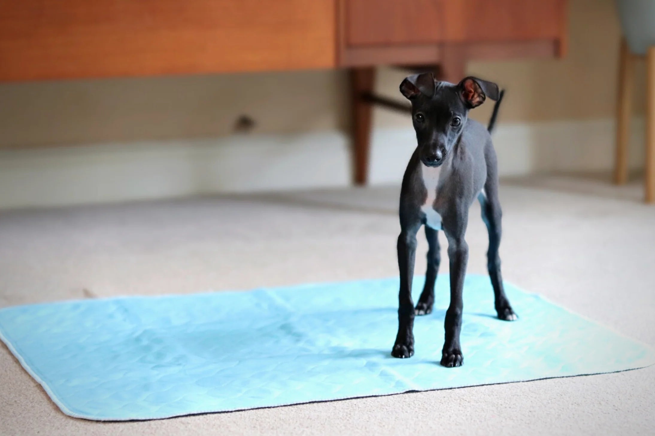 A puppy stood on a reusable puppy pad