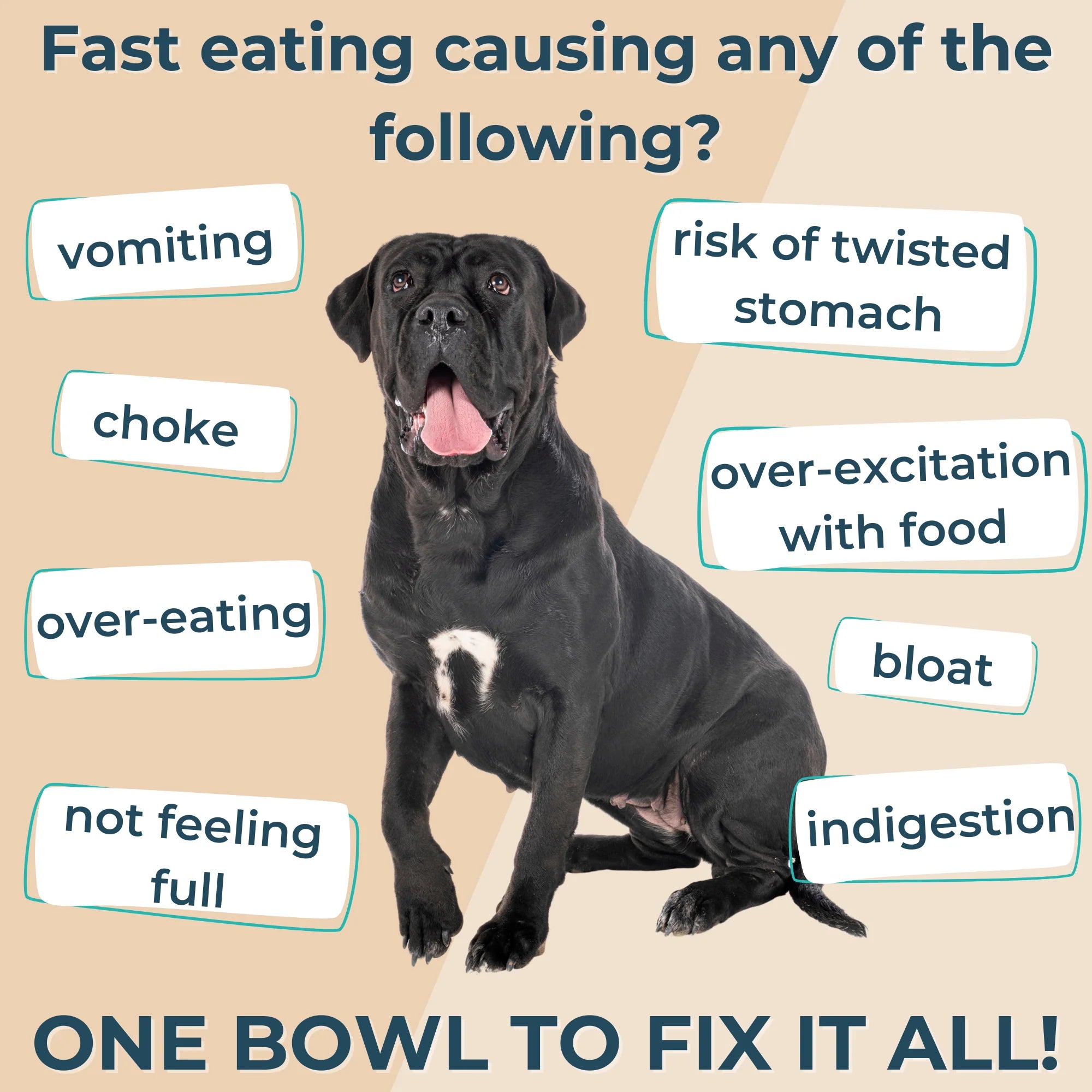 An infographic showing symptoms of fast eating in dogs