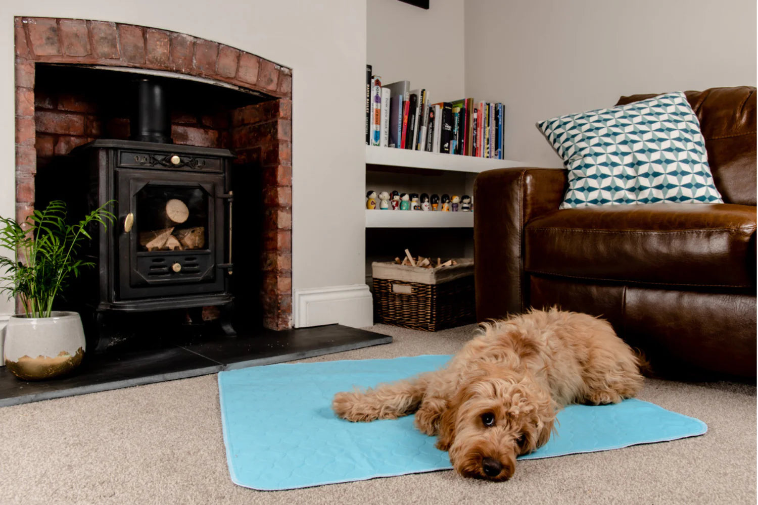 A dog lying down on a sky blue washable puppy pad, in a living room setting