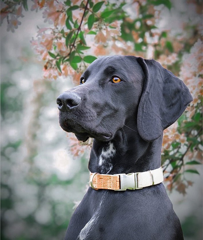 Hemp Collar and Lead Set - Pet Impact