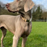 Hemp Collar and Lead Set - Pet Impact