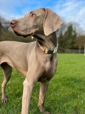 Hemp Collar and Lead Set - Pet Impact