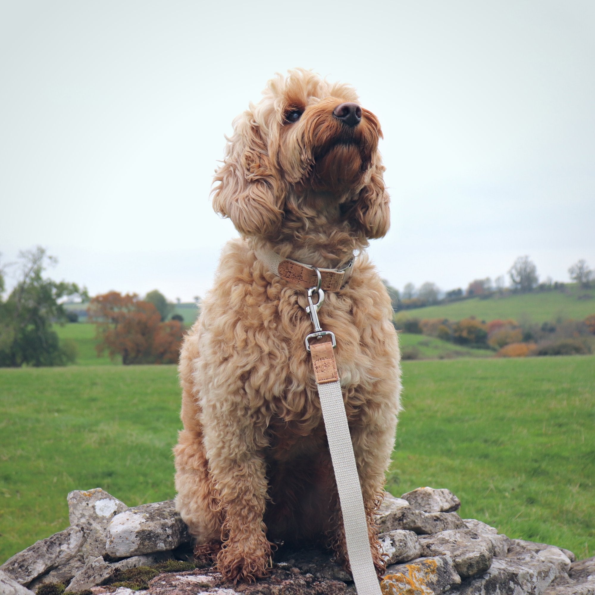 Hemp Collar and Lead Set - Pet Impact