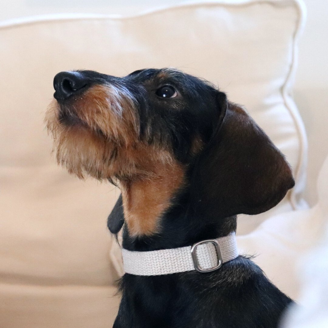 Hemp Collar and Lead Set - Pet Impact