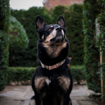 Hemp Collar and Lead Set - Pet Impact