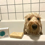 Plastic-free Oat Milk Shampoo - Pet Impact
