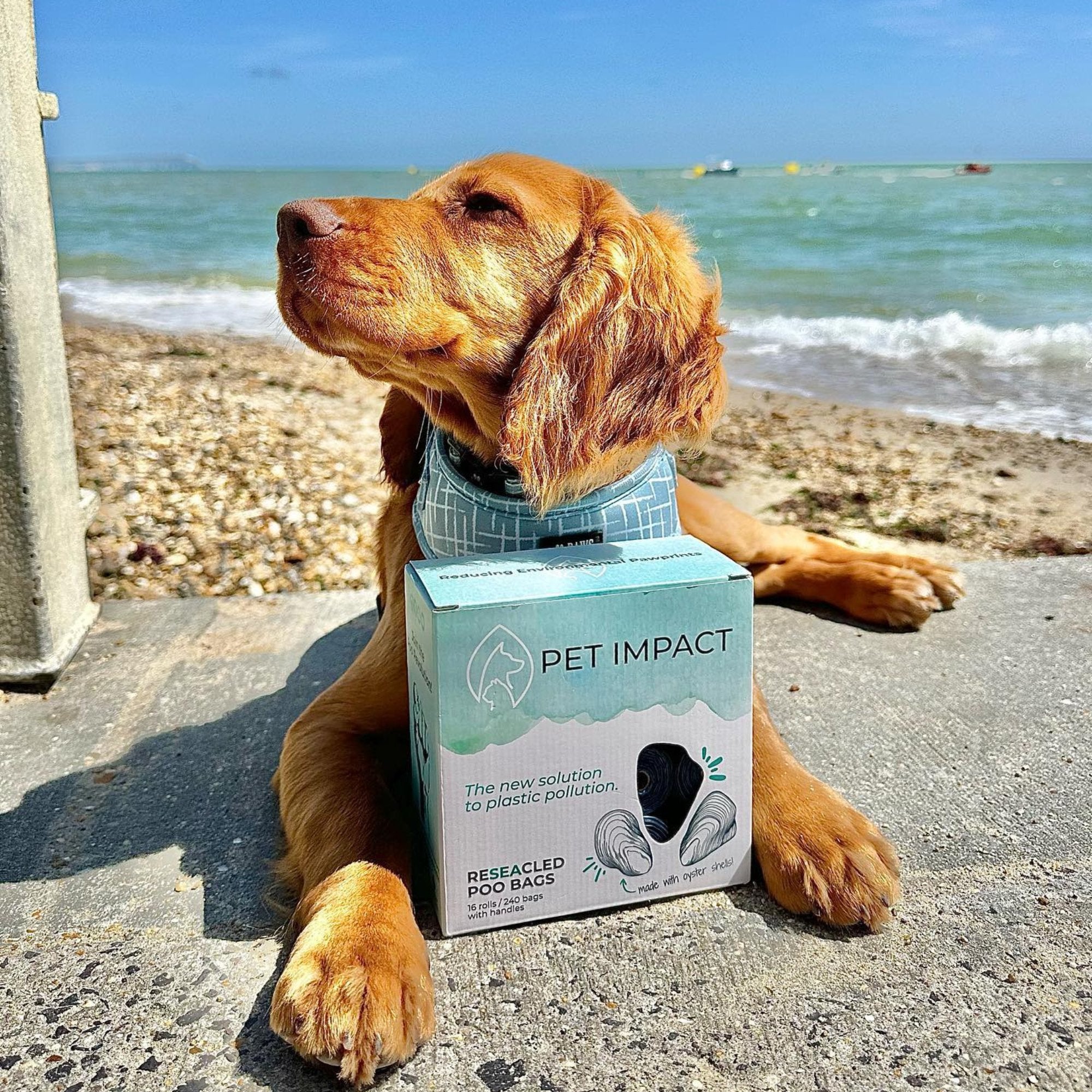 Ultimate Sustainable Puppy Bundle - Pet Impact