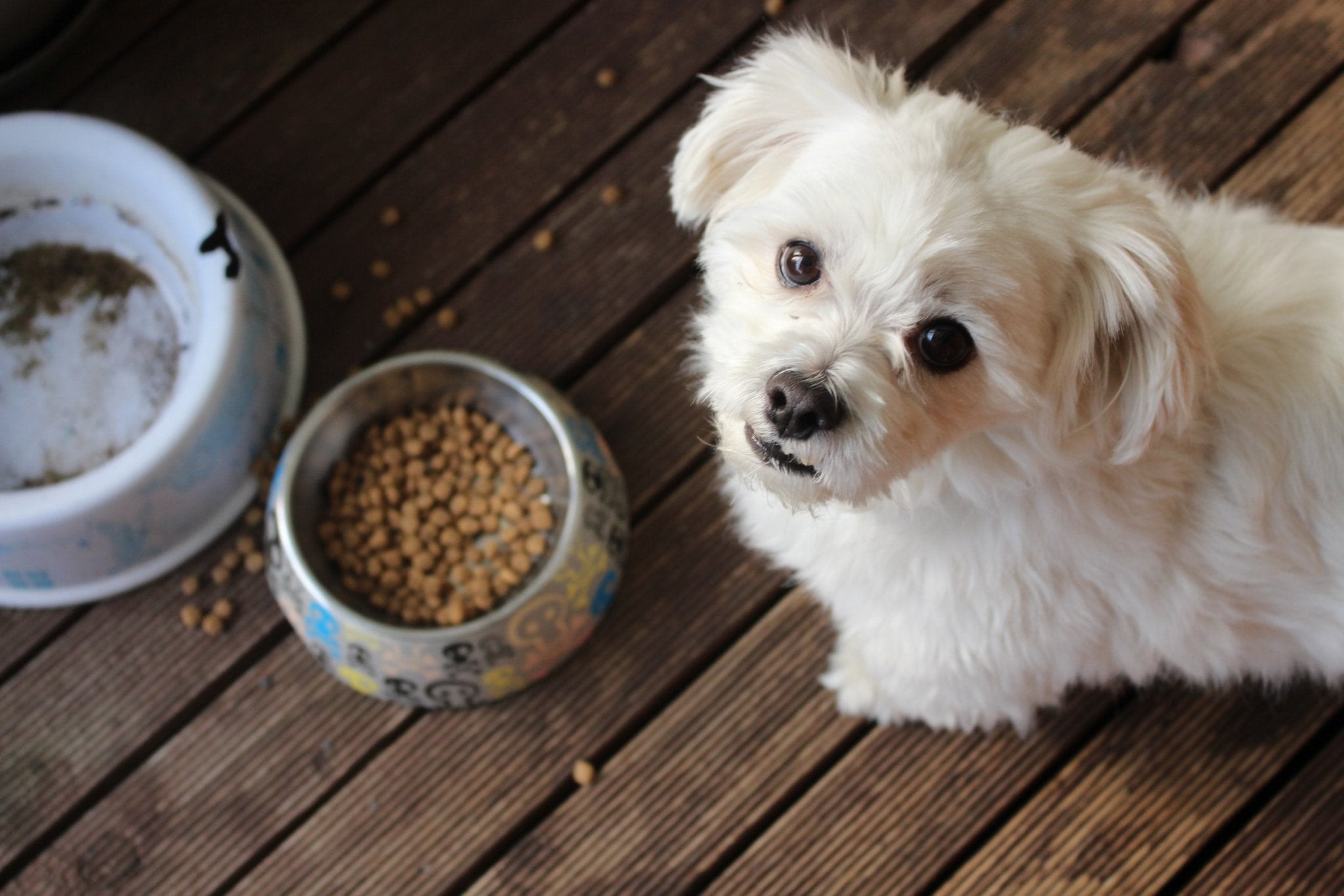 3 Ways to Improve Dog Gut Health - Pet Impact