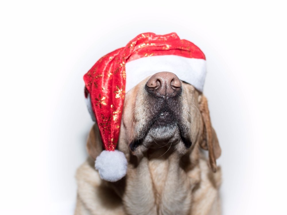 5 Christmas Pet Care Tips - Pet Impact
