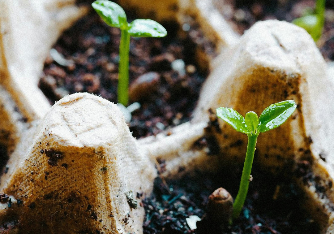 What the science says about home composting dog poo