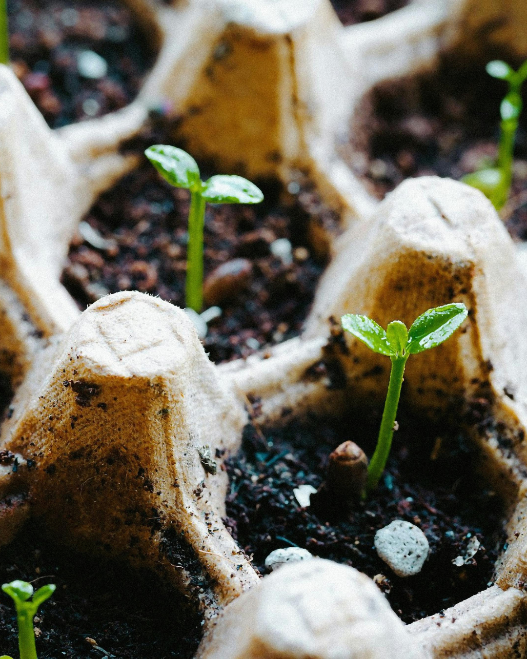 What the science says about home composting dog poo