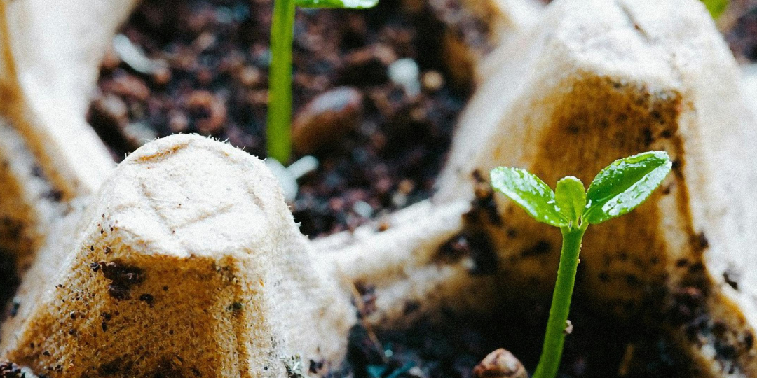 What the science says about home composting dog poo