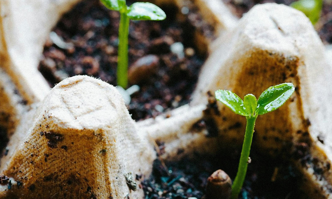 What the science says about home composting dog poo
