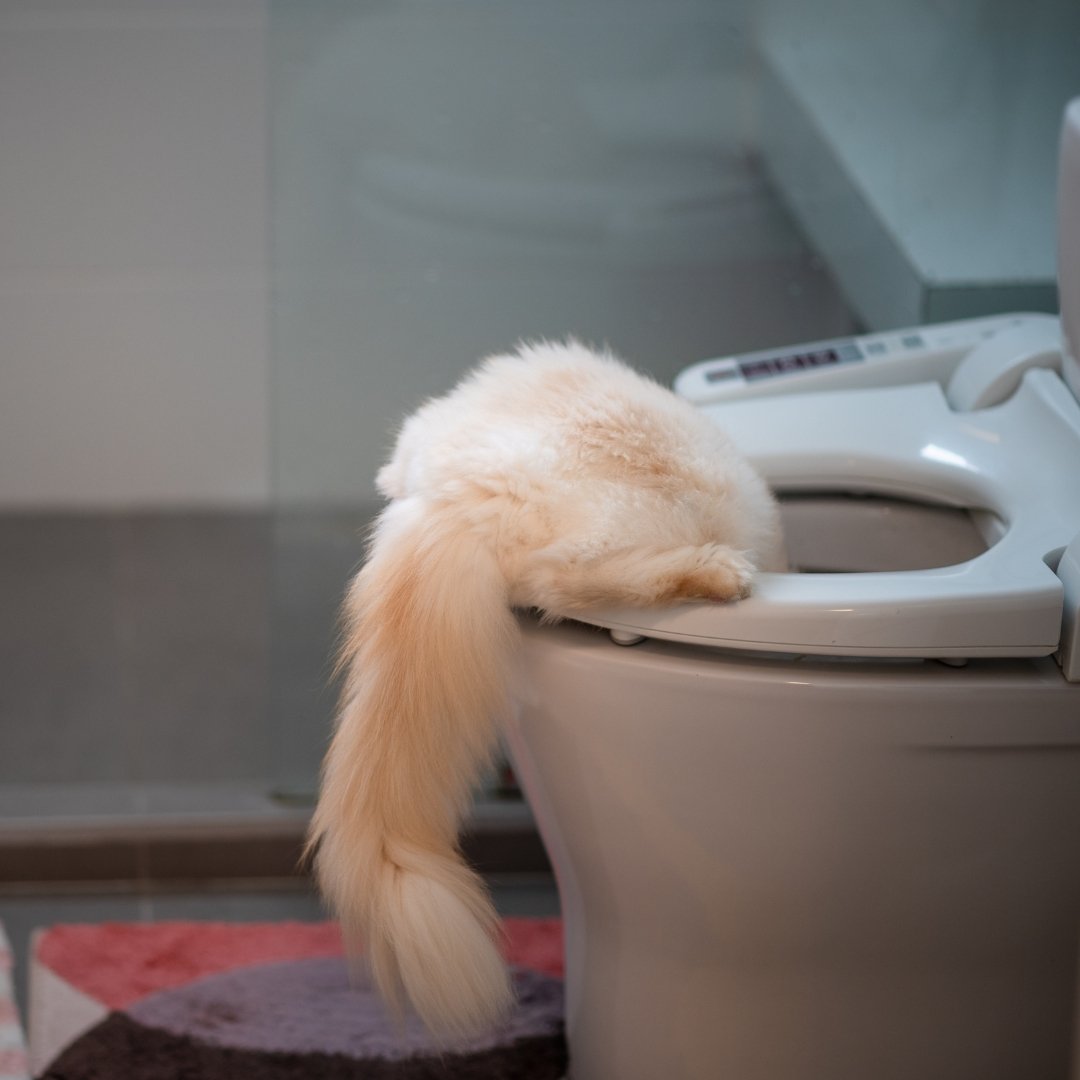 Can You Flush Cat Poo or Litter Down the Toilet?