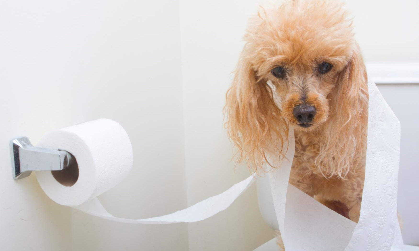 Can you flush dog or cat poo down the toilet?