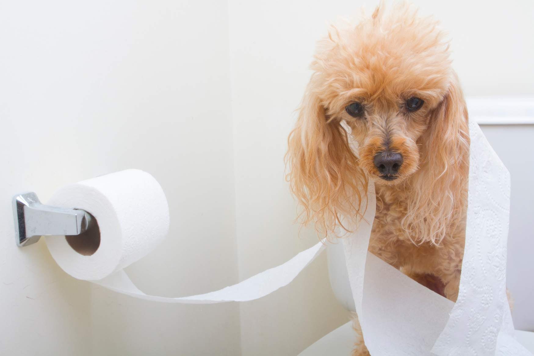 Can you flush dog or cat poo down the toilet?