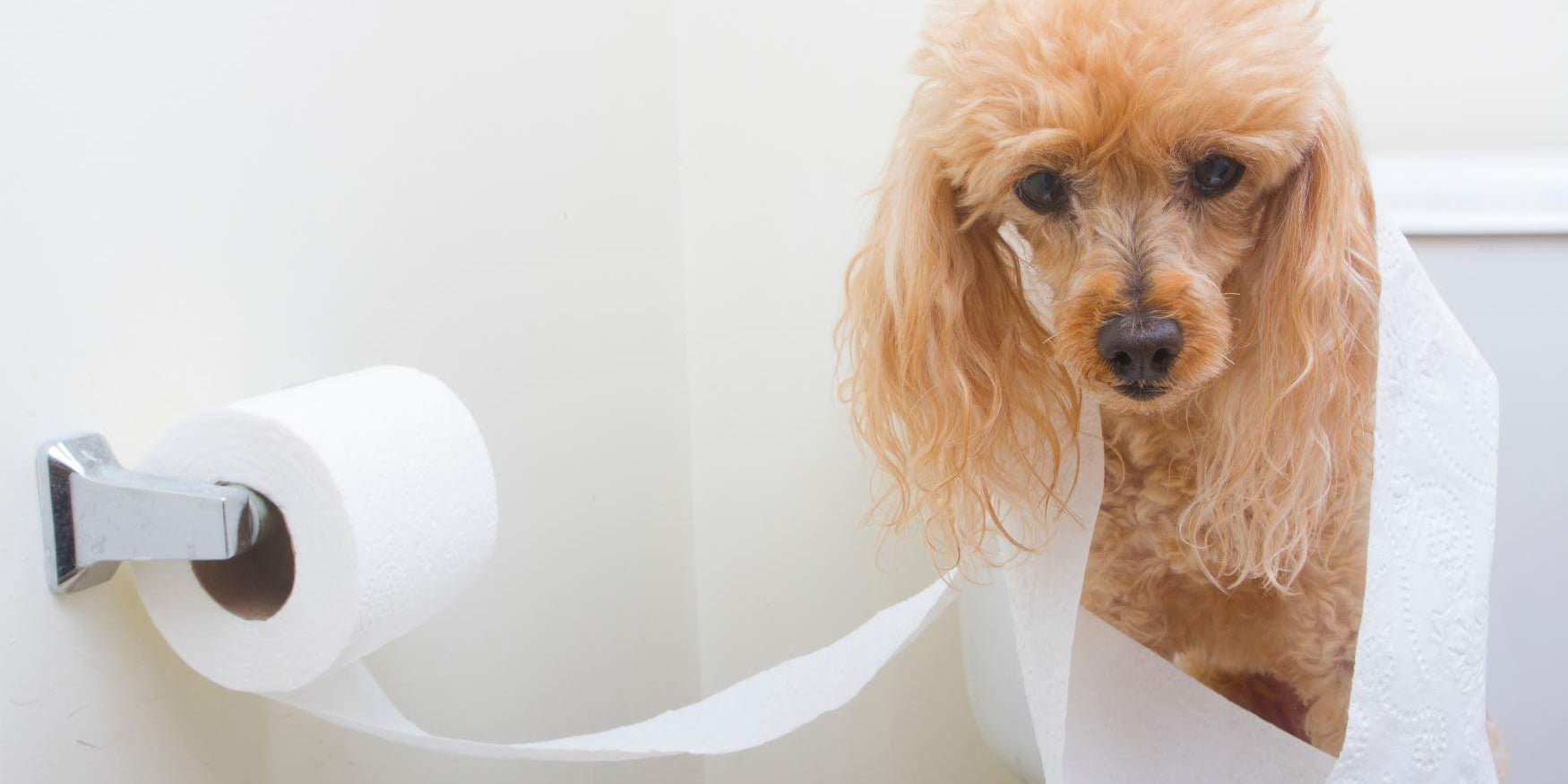 Can you flush dog or cat poo down the toilet?