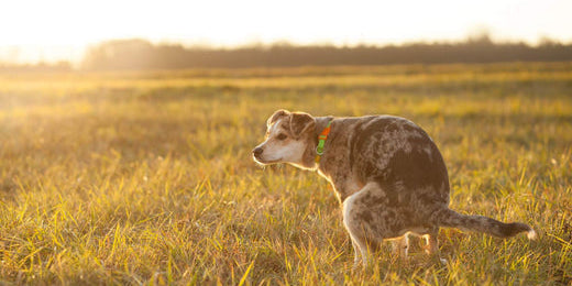 The environmental harms of dog poo