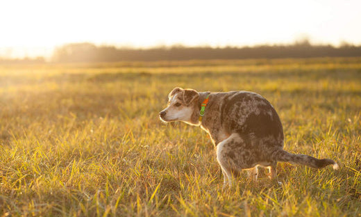The environmental harms of dog poo