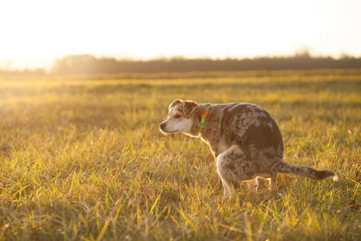 The environmental harms of dog poo