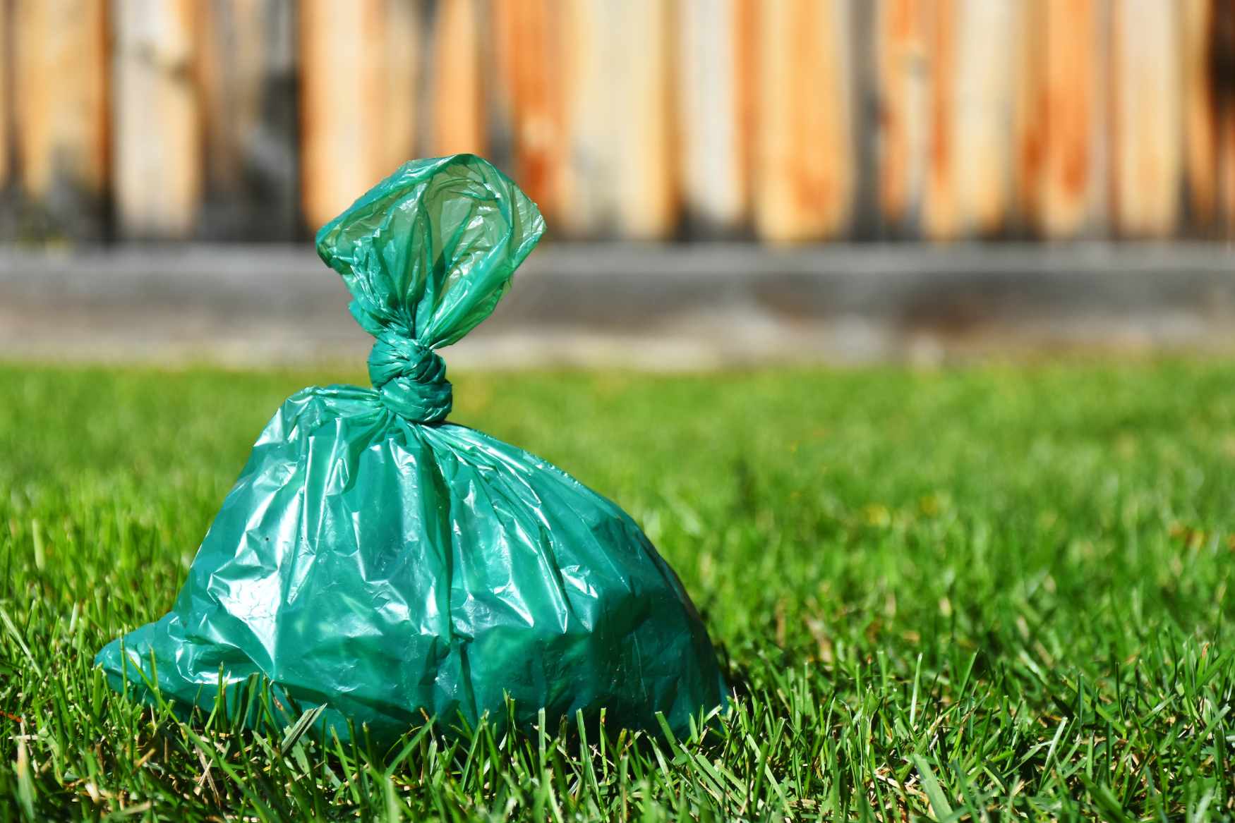Debunking the myth: why biodegradable dog poop bags are not necessarily good for our planet