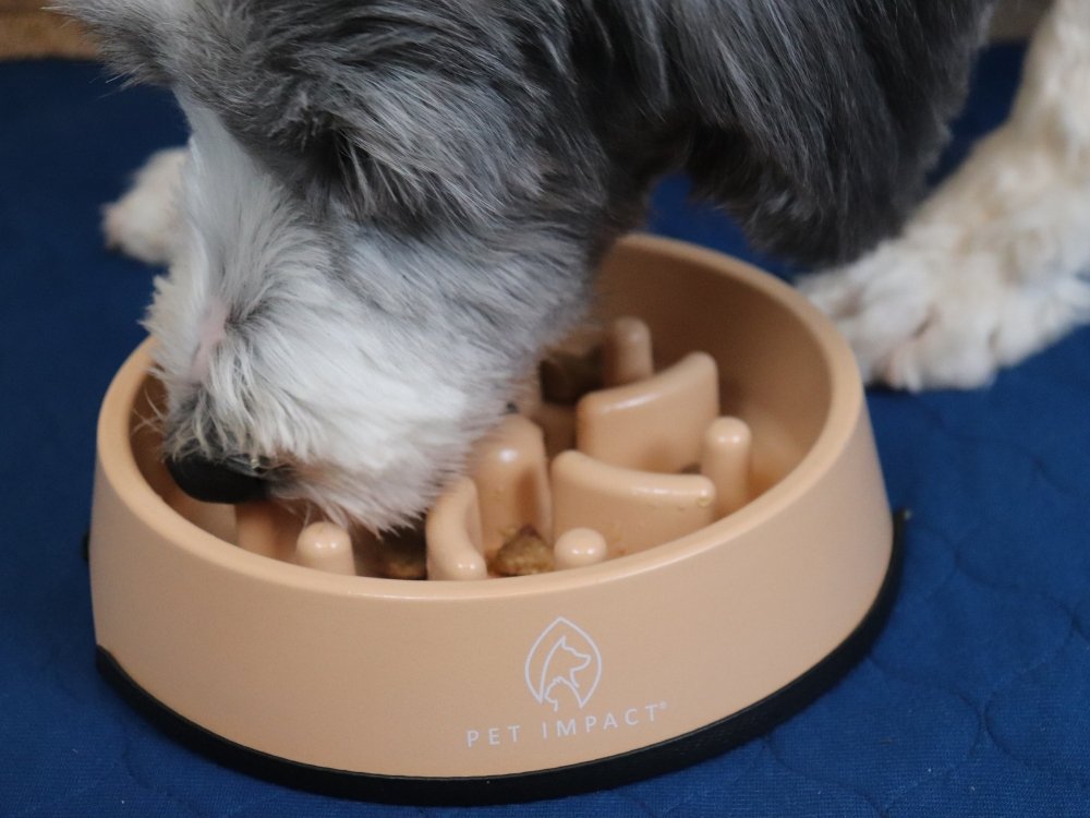 How to Slow Down Your Dog’s Eating - Pet Impact