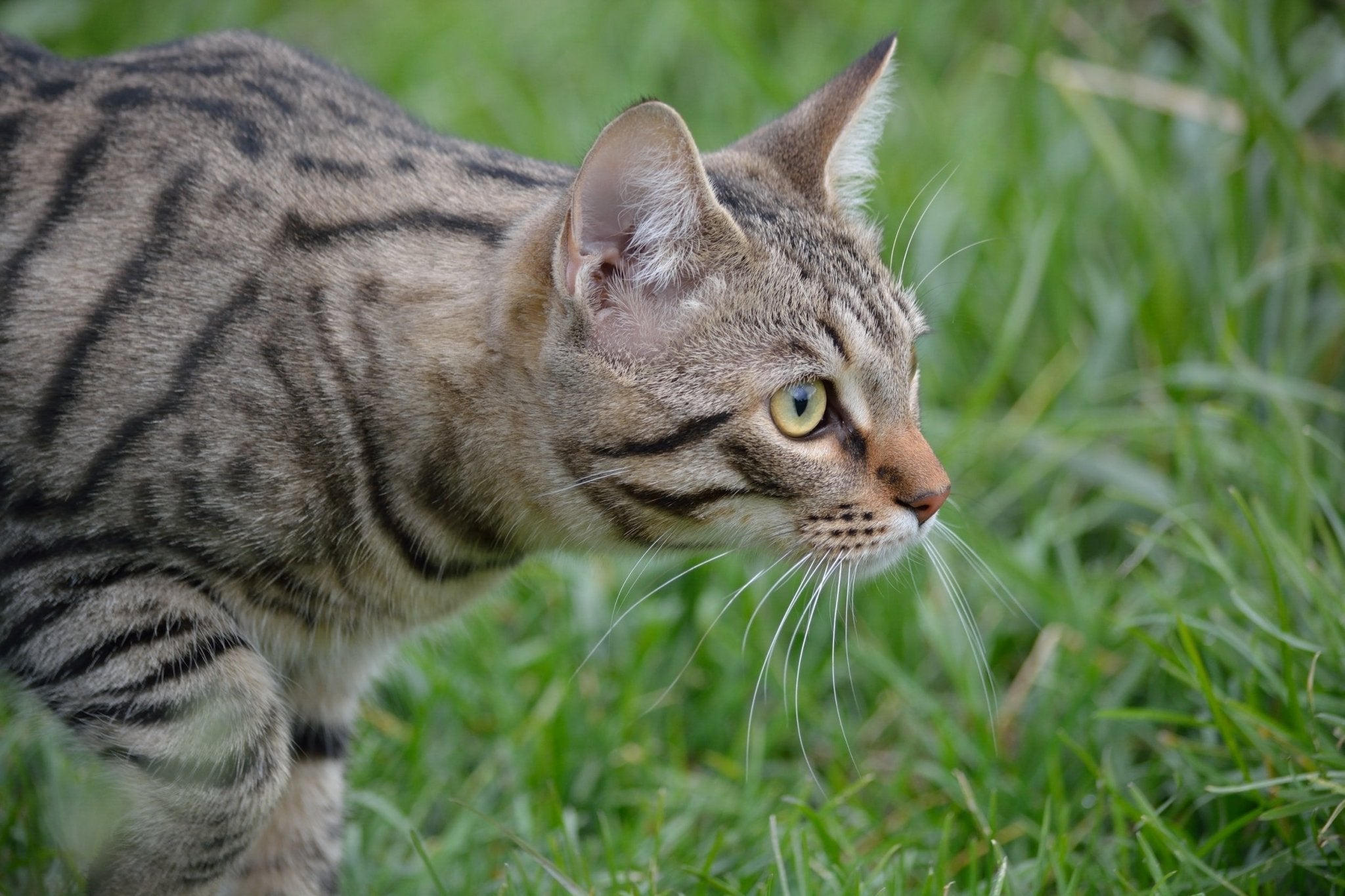 Is Your Pet Affecting Wildlife Populations? - Pet Impact