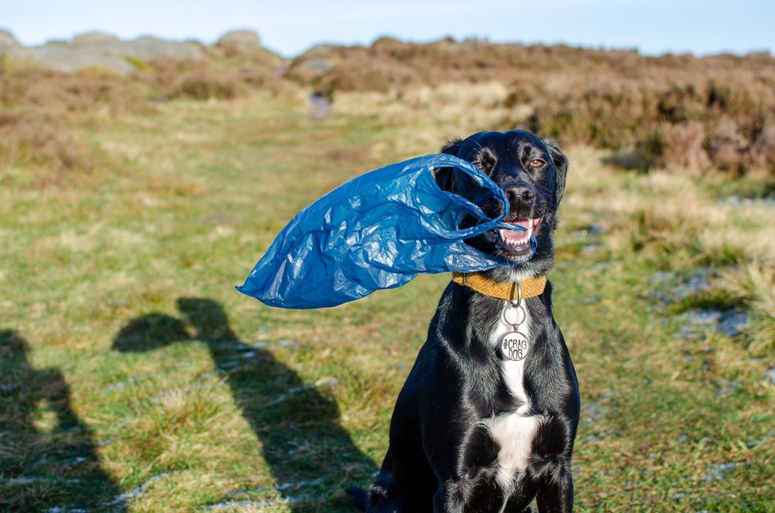 Plant-Based vs Waste-Based Dog Poo Bags - Pet Impact