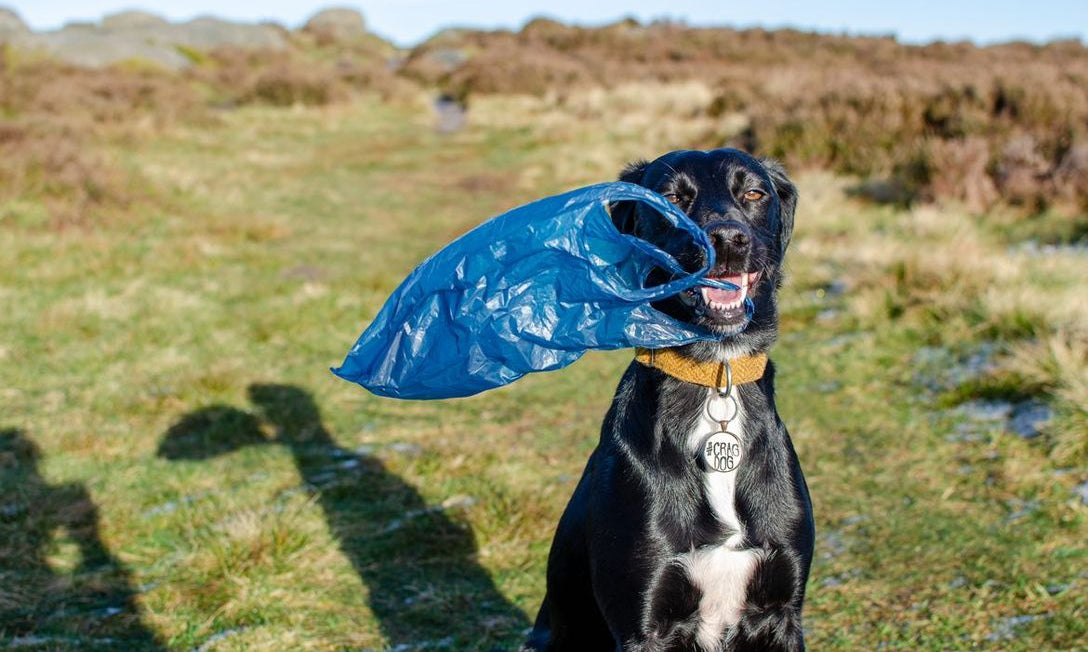 Plant-Based vs Waste-Based Dog Poo Bags - Pet Impact