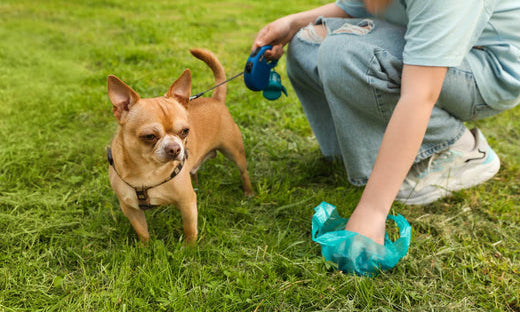 Do plant-based poo bags actually exist?