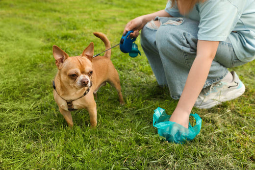 Do Plant-Based Poo Bags Actually Exist?