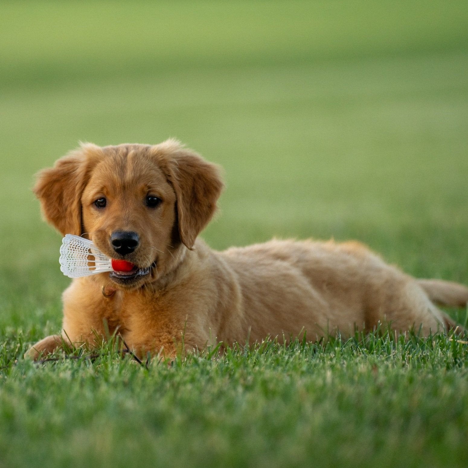 Puppy Socialisation Checklist - Pet Impact