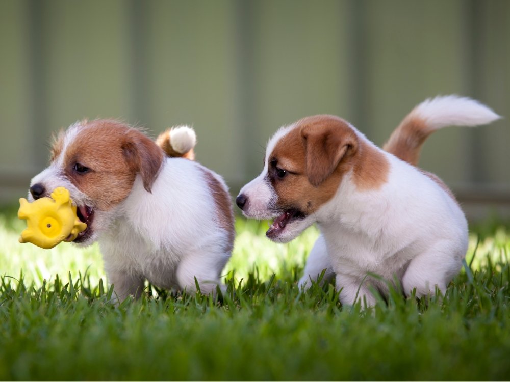 Socialising Your Puppy - Pet Impact