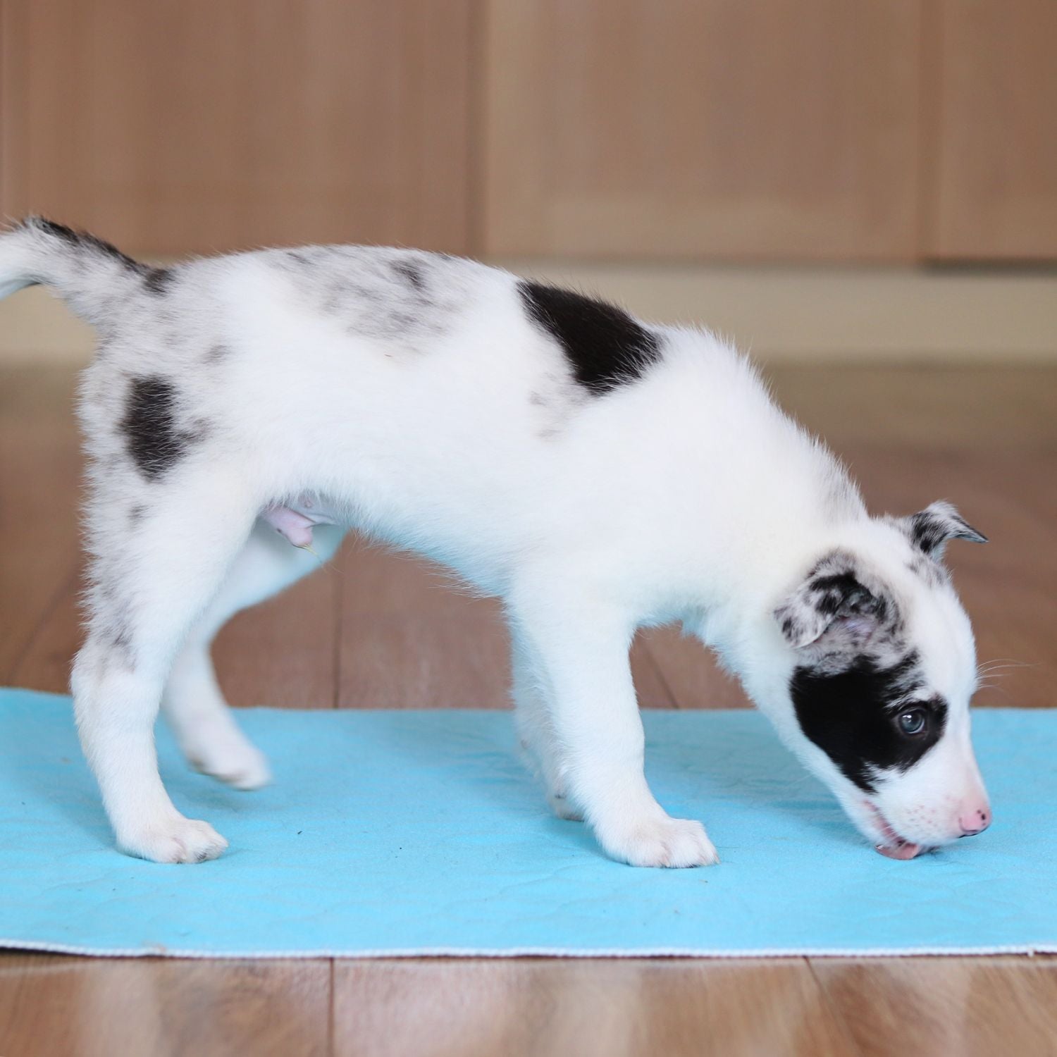 The Best Puppy Pads for Your New Puppy - Pet Impact