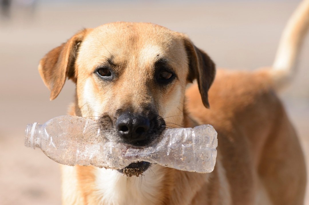 The Plastic-Free Pet - Pet Impact